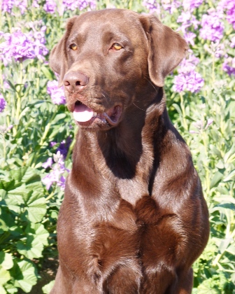 Dog Photo