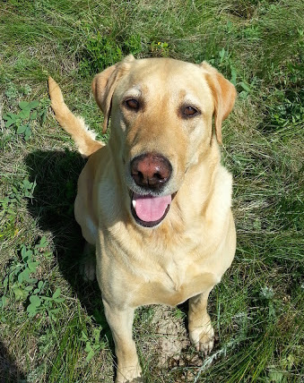 Dog Photo